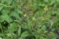 Rorippa indica