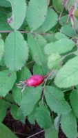 Rosa acicularis
