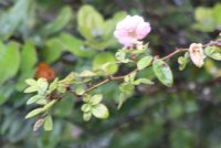 Rosa gallica