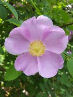 Rosa nutkana