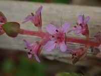 Rotala rotundifolia