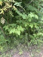 Rubus allegheniensis