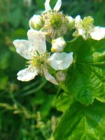 Rubus laudatus
