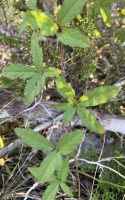 Rubus trivialis