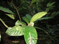 Rudgea macrophylla