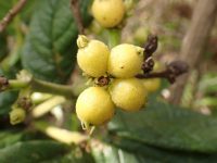 Rudgea viburnoides