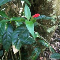 Ruellia affinis