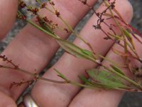 Rumex acetosella