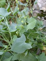 Rumex scutatus