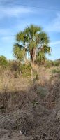 Sabal rosei