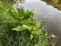 Sagittaria latifolia