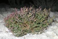 Salicornia europaea