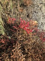 Salicornia virginica