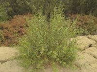 Salix gooddingii