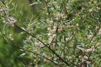 Salix petiolaris