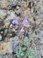 Salvia lavandulifolia