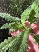 Salvia mellifera