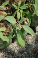 Salvia officinalis