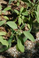 Salvia officinalis