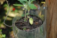 Salvia officinalis