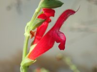 Salvia scabrida