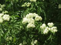 Sambucus australis