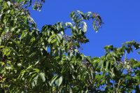 Sambucus nigra