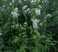 Sanguisorba canadensis