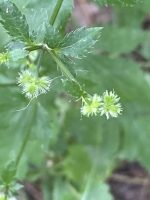Sanicula canadensis