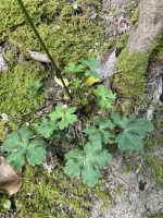 Sanicula europaea