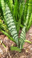 Sansevieria trifasciata