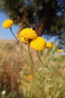 Santolina rosmarinifolia