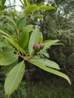 Sapium glandulosum