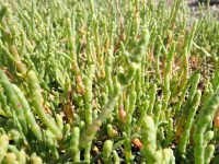 Sarcocornia perennis