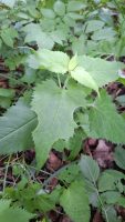 Saussurea grandifolia