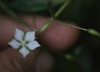 Sauvagesia erecta