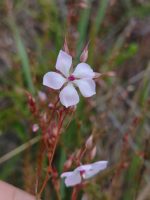 Sauvagesia sprengelii