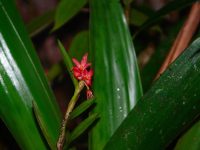Scaphyglottis imbricata