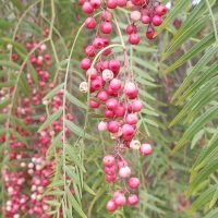 Schinus molle