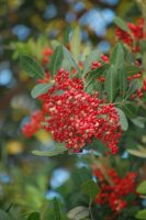 Schinus terebinthifolia