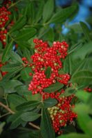 Schinus terebinthifolia