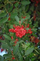 Schinus terebinthifolia