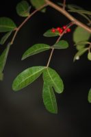 Schinus terebinthifolia