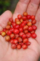 Schisandra chinensis