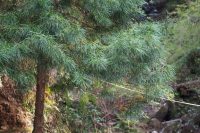 Sciadopitys verticillata