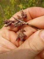 Scirpus acutus
