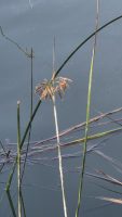 Scirpus litoralis