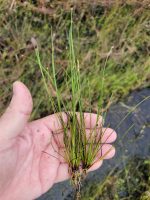 Scirpus validus