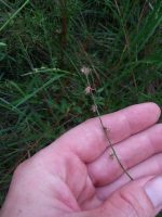 Scleria distans