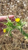 Scolymus maculatus